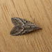 Inscribed Tuft-Moth - Photo (c) Donald Hobern, some rights reserved (CC BY)