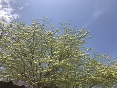 Chloroleucon mangense