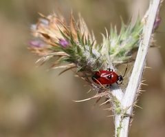 Deraeocoris punctum