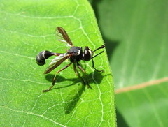 Physocephala marginata