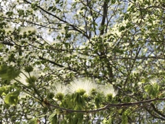 Chloroleucon mangense