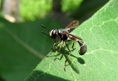 Physocephala marginata
