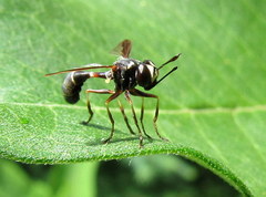 Physocephala marginata