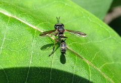 Physocephala marginata