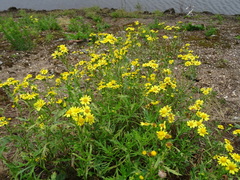 Senecio squalidus