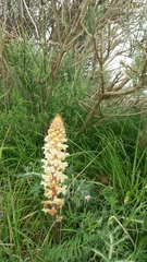 Orobanche amethystea