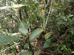 Heliconia schiedeana