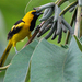 Yellow-tailed Oriole - Photo (c) Bill Lynch, some rights reserved (CC BY-NC-ND)