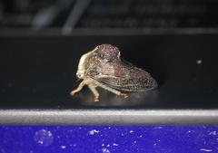 Telamona decorata