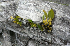 Bifrenaria