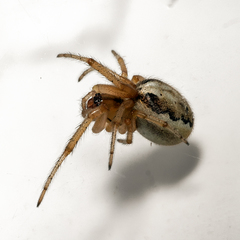 Zygiella x-notata