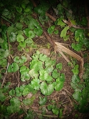 Glechoma hederacea
