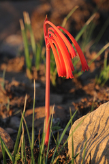 Cyrtanthus tuckii transvaalensis