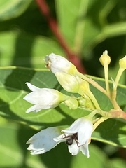 Apocynum × floribundum