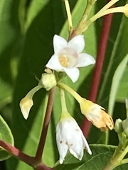 Apocynum × floribundum