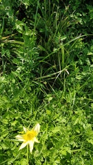 Hemerocallis lilioasphodelus