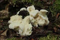 Hericium cirrhatum