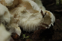 Hericium cirrhatum