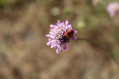 Stictoleptura cordigera