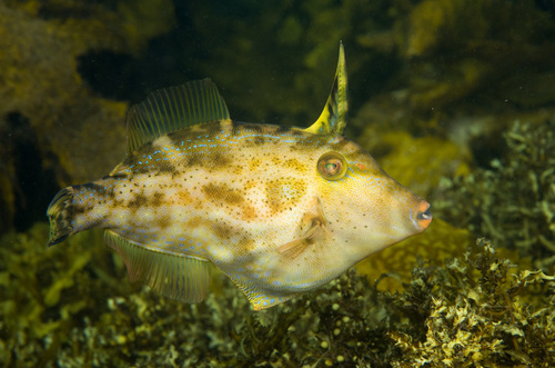 Rough Leatherjacket, photo 5 of 10