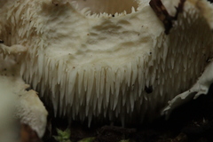 Hericium cirrhatum