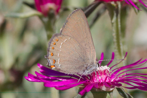 False Ilex Hairstreak