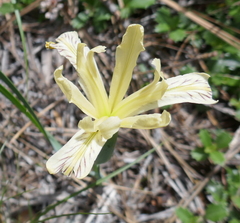 Iris tenuissima