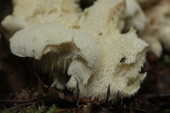 Hericium cirrhatum