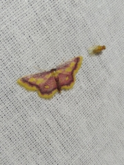 Idaea muricata