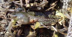 Hyla cinerea