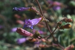 Penstemon caesius