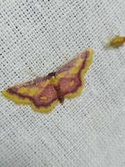 Idaea muricata