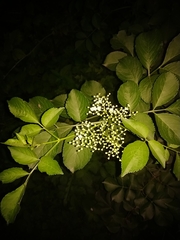 Sambucus nigra