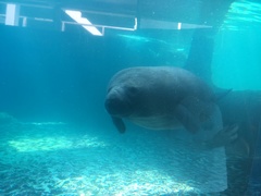 Trichechus