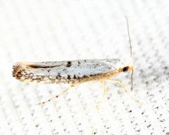 Argyresthia subreticulata