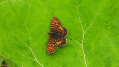 Boloria thore