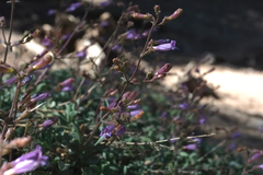 Penstemon caesius