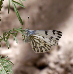 Pontia sisymbrii