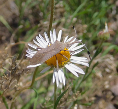 Chariesterus antennator
