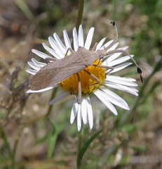 Chariesterus antennator