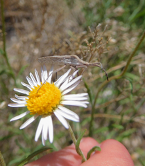 Chariesterus antennator