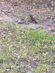 Turdus iliacus