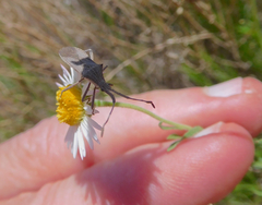 Chariesterus antennator