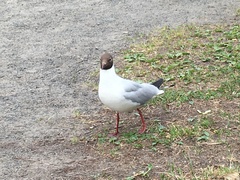 Chroicocephalus ridibundus