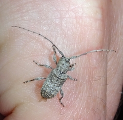 Ecyrus