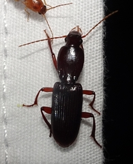 Stenomorphus