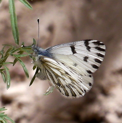 Pontia sisymbrii