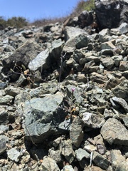 Lessingia micradenia micradenia