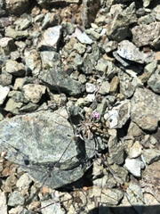 Lessingia micradenia micradenia