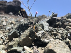 Lessingia micradenia micradenia